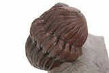 Enrolled Red Austerops Trilobite - Hmar Laghdad, Morocco #328628-2
